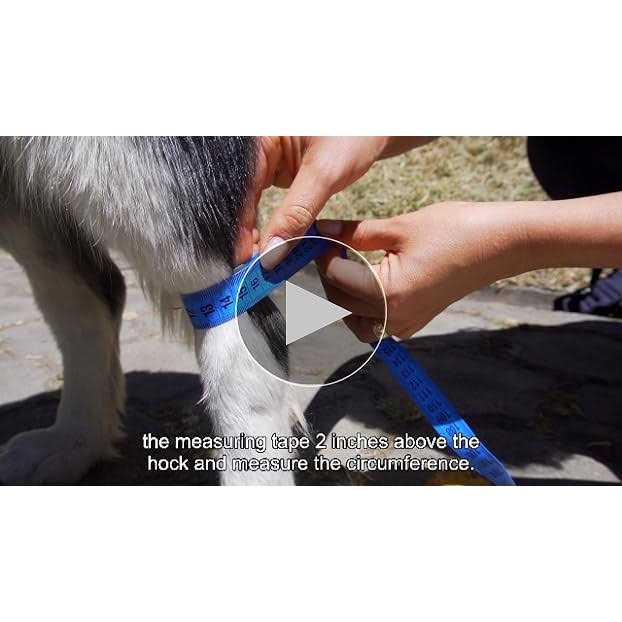 Dog Hock Brace Rear Leg Joint Wrap I17013