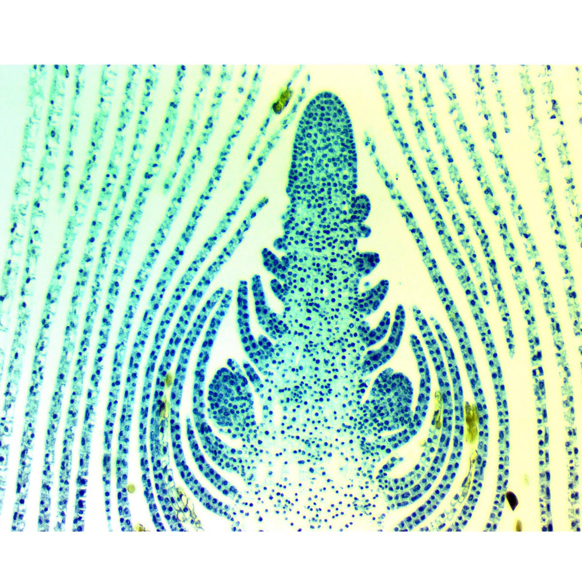 8MP USB3.0 Digital Camera for Microscope with 0.01mm Calibration Slide V26370