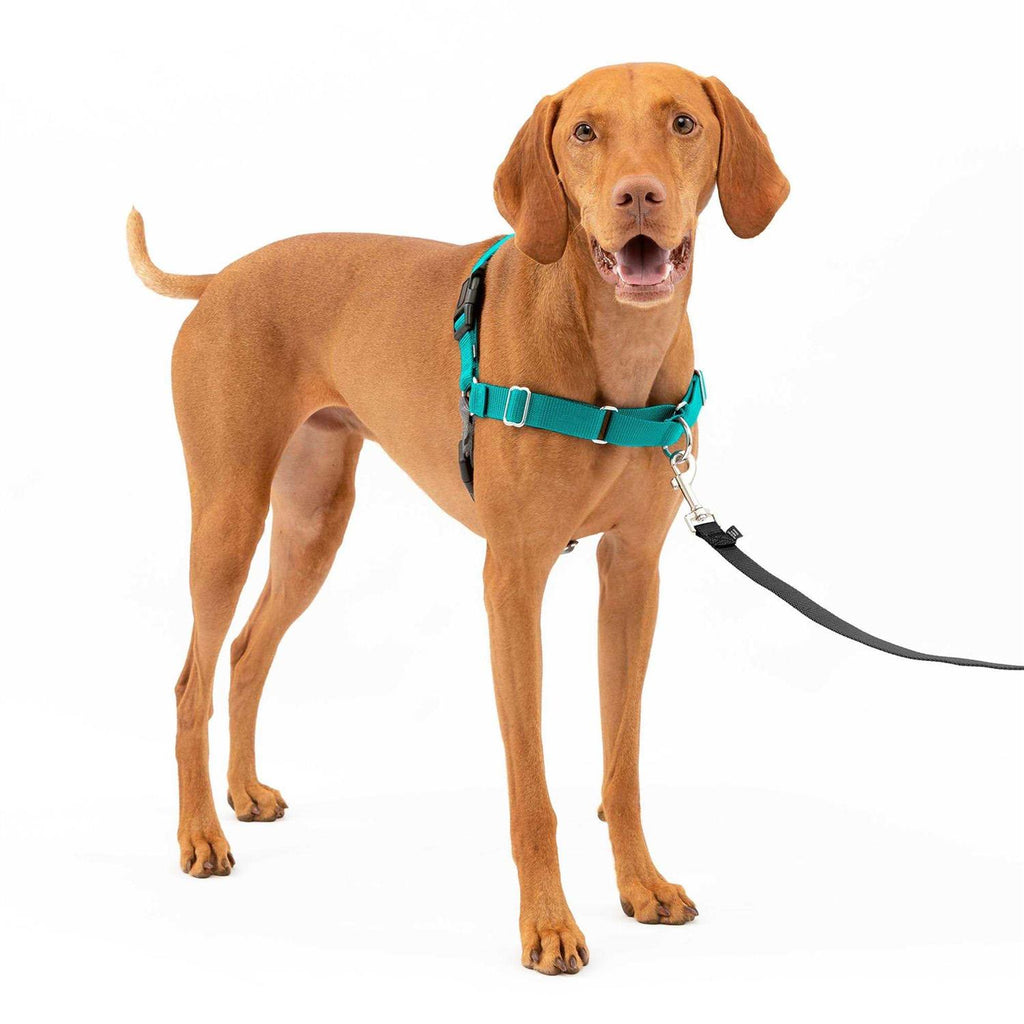 Easy Walk Dog Harness D685066