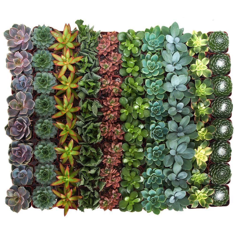 2 in. Assorted Succulent Collection of 64 A371