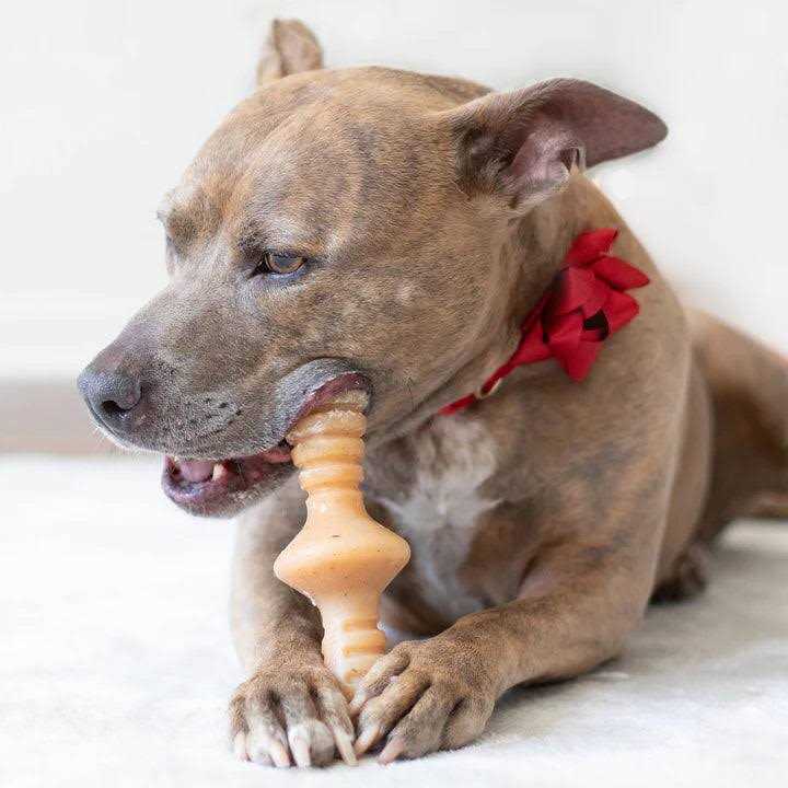 Chicken Dog Chew Toy L944331