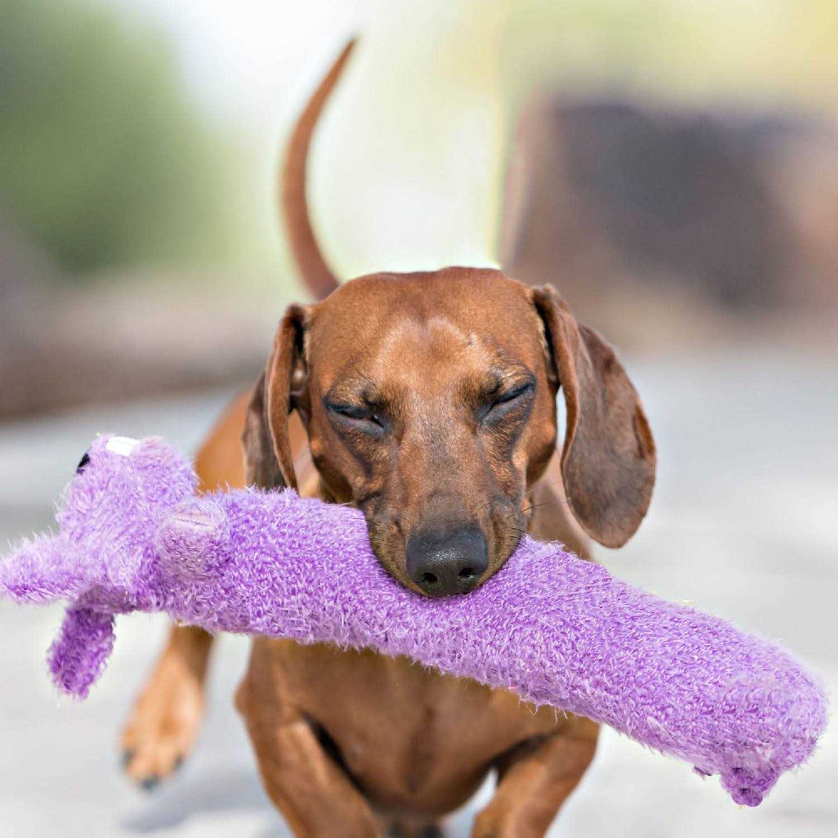 Loofa Dog Toy B732980