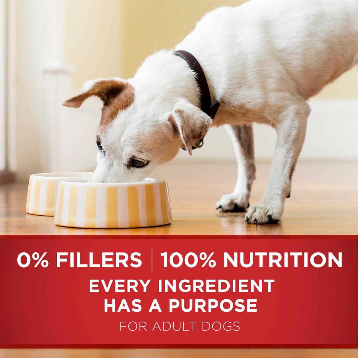 Chicken and Brown Rice Wet Dog Food B187014