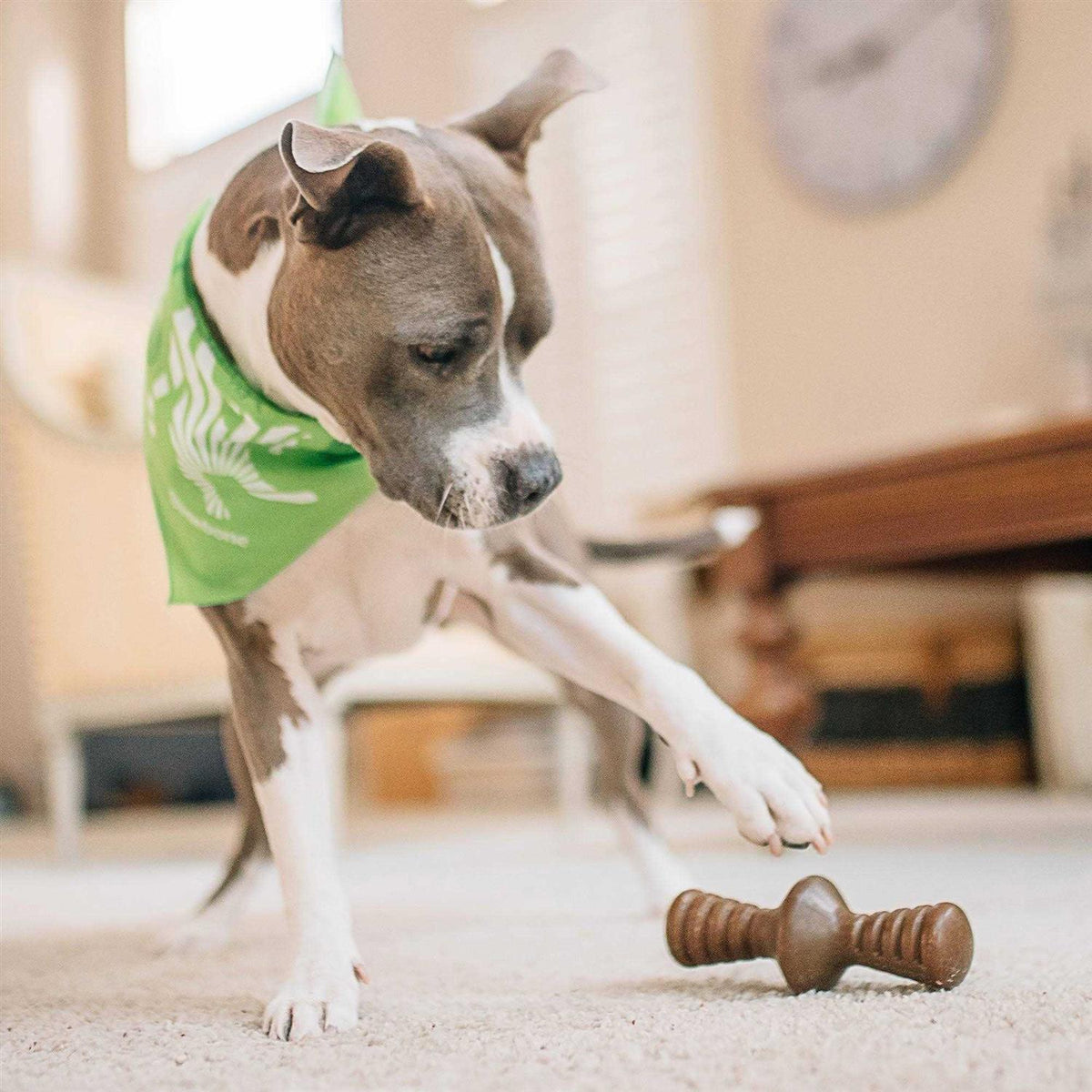 Chicken Dog Chew Toy L944331
