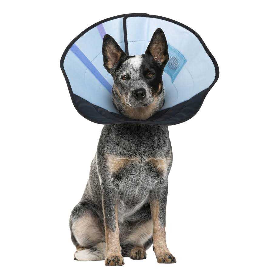 Dog Calming Collar W467