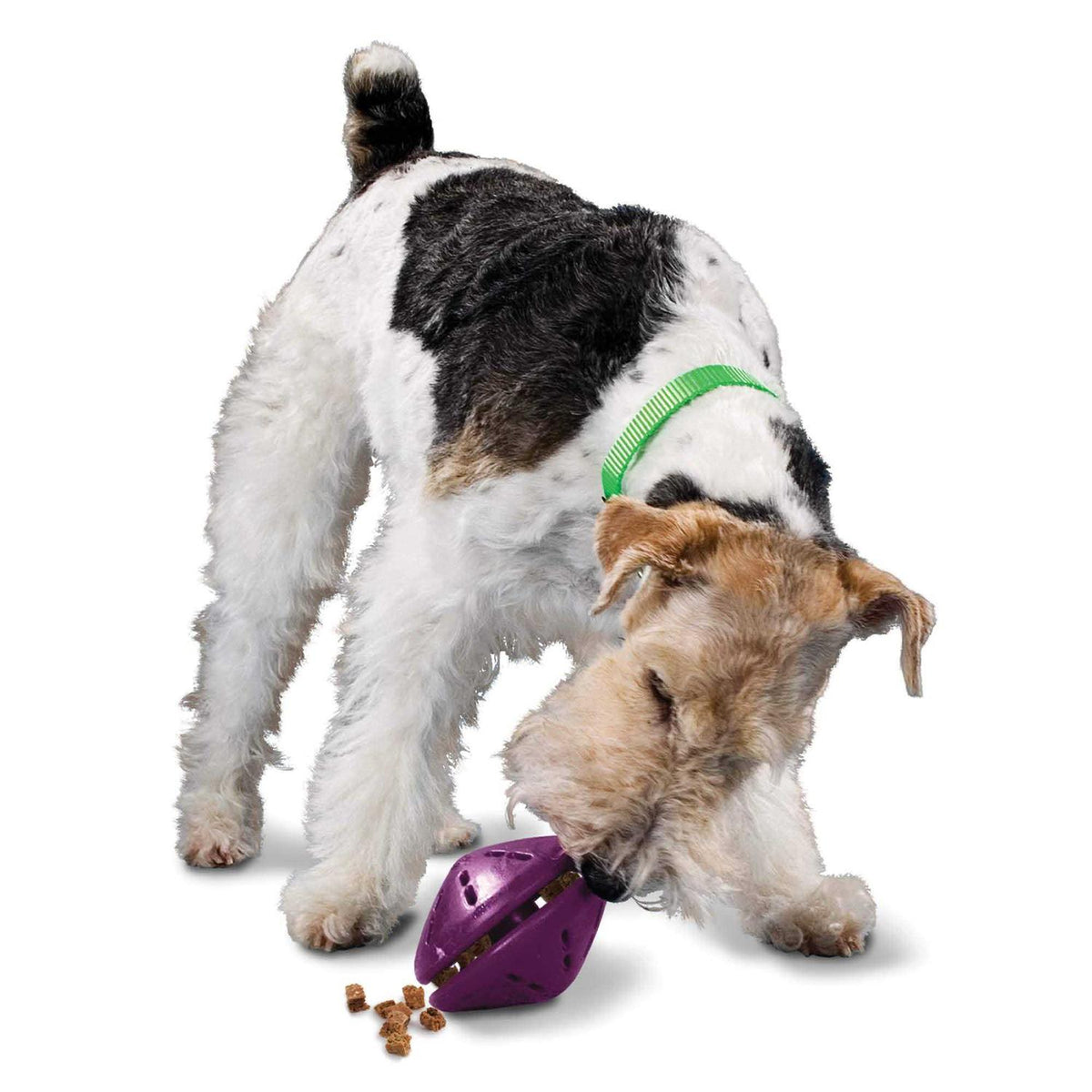 Dog Toy C16871