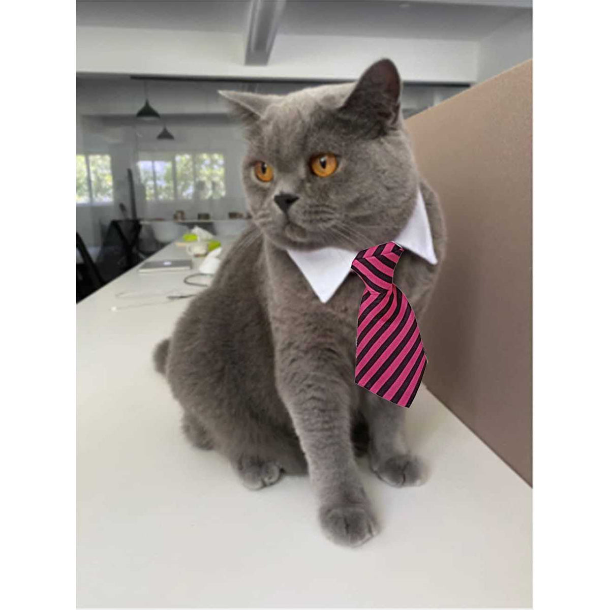 Adjustable Pet Bowtie Collar R187