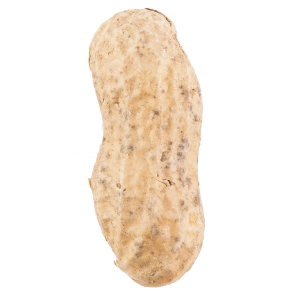 25 lb. Roasted Unsalted In-Shell Peanuts K16578