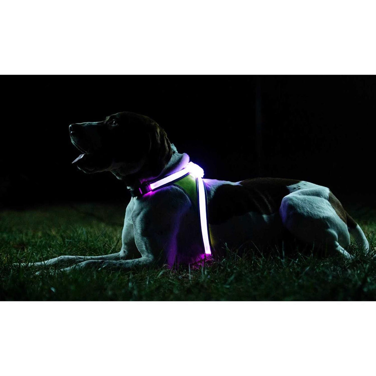 LED Reflective Dog Harness K78192