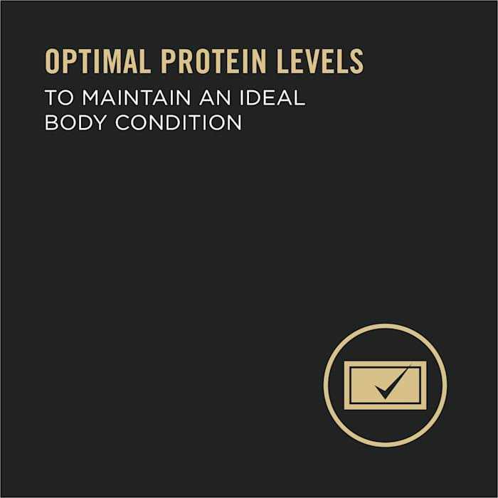 High Protein Wet Dog Food V307245