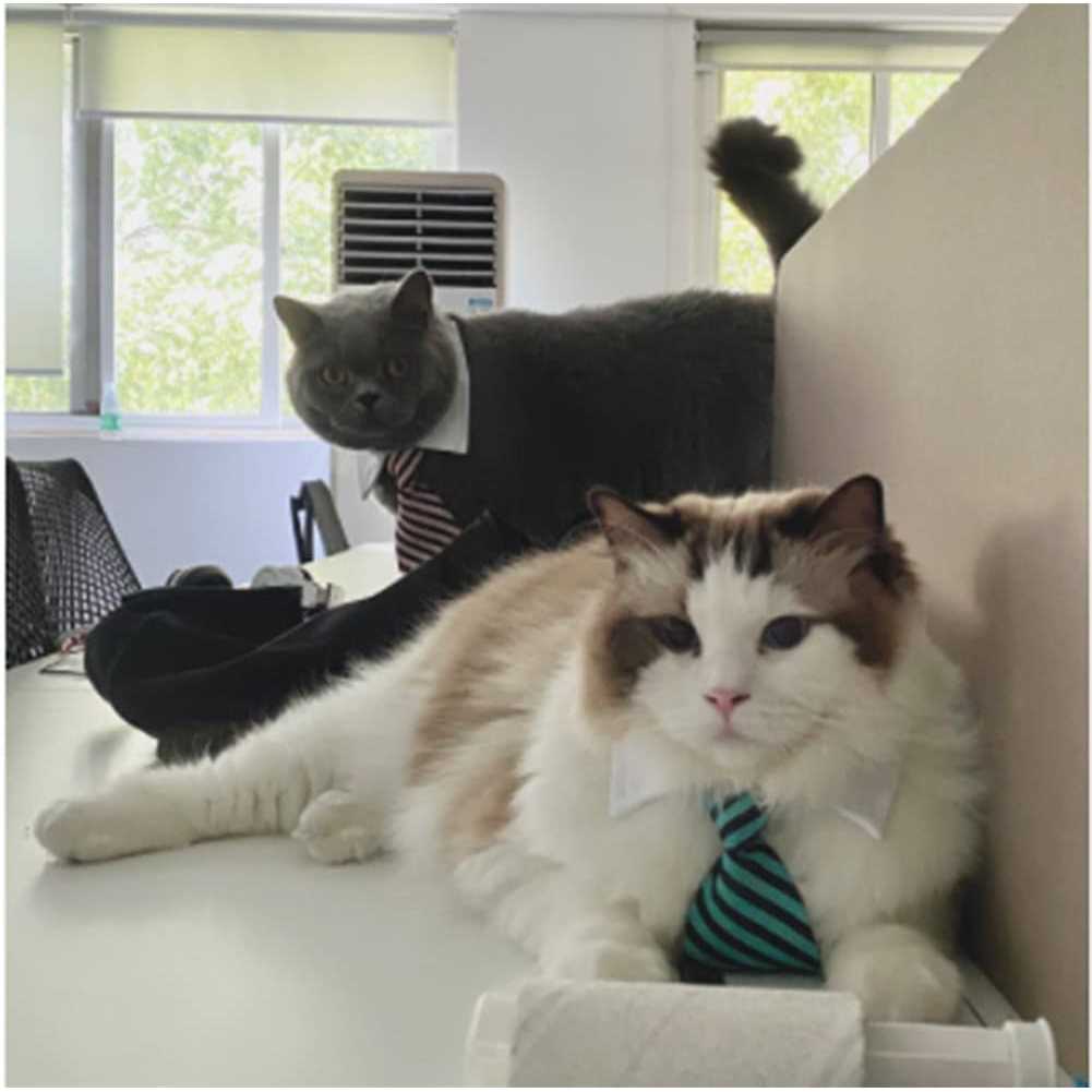 Adjustable Pet Bowtie Collar R187